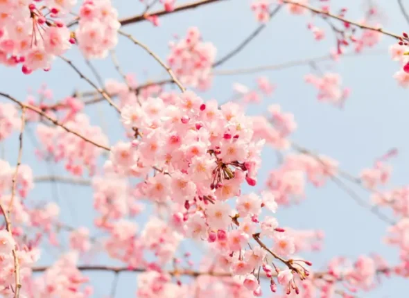 Aprenda-a-Falar-Flor-em-Coreano-de-um-Jeito-Super-Facil