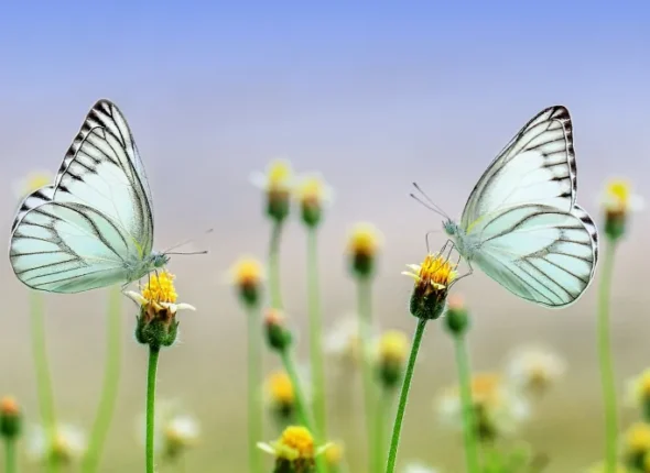 borboleta em coreano