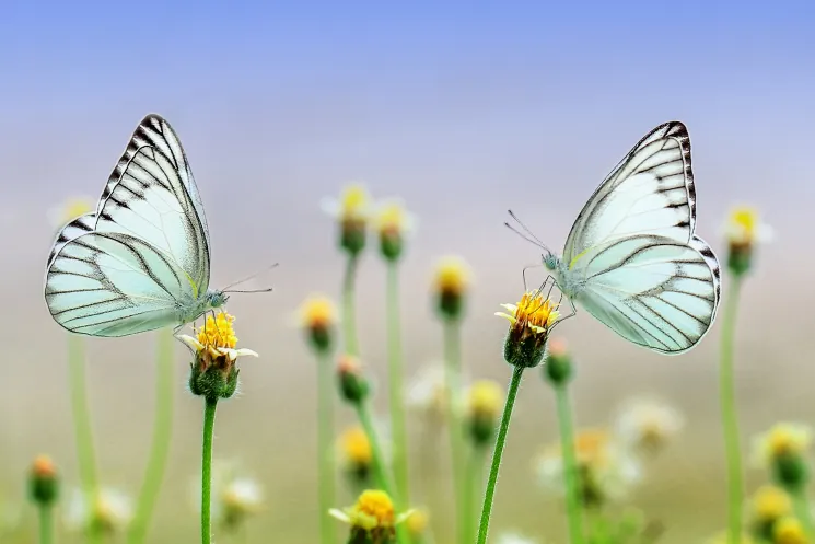 borboleta em coreano