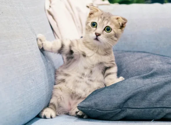 gato em coreano